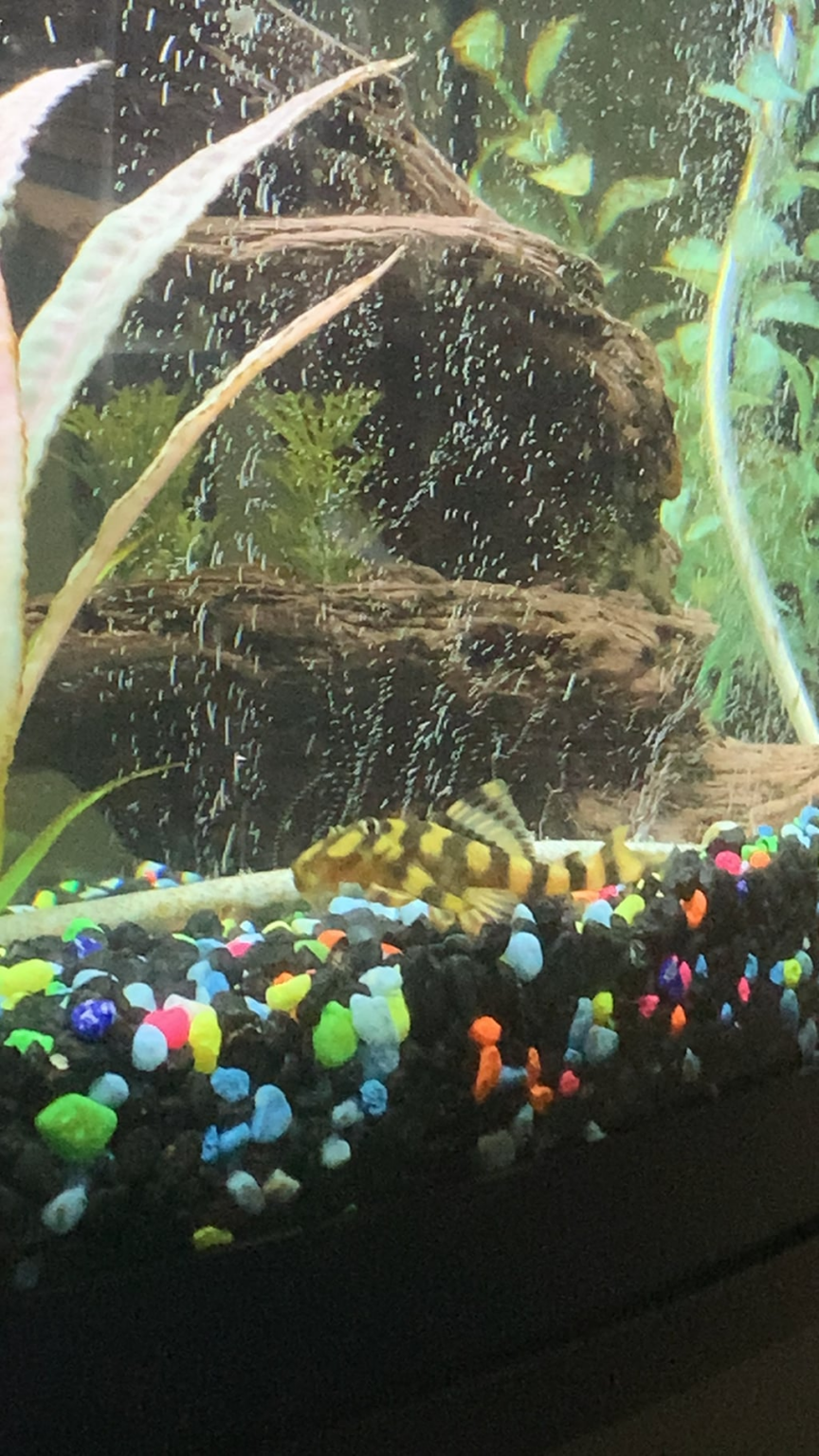 My pleco does a dance when he eats!