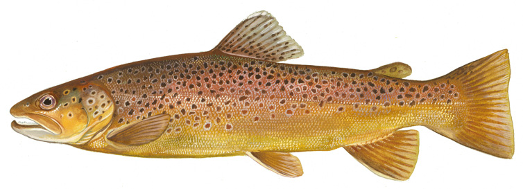 Freshwater Trout Fishing – DNREC A painting of a Brown Trout