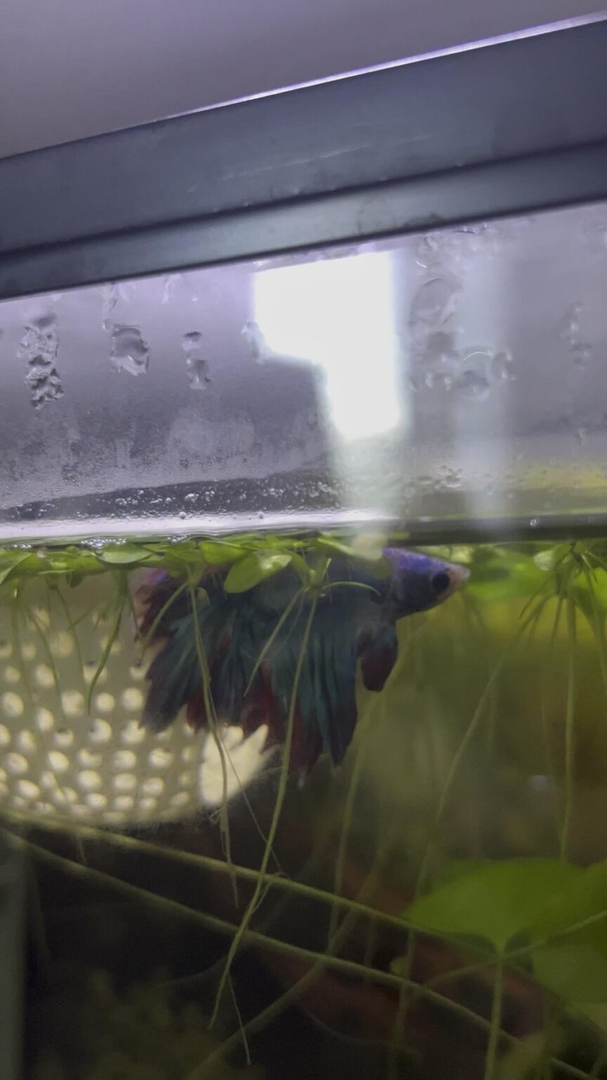 Betta Fish: Betta staying at the top of the tank constantly Betta staying at the top of the tank constantly
