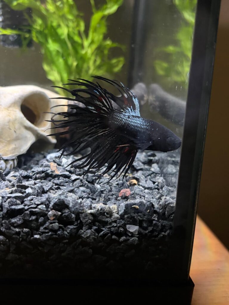 First time betta owner!
