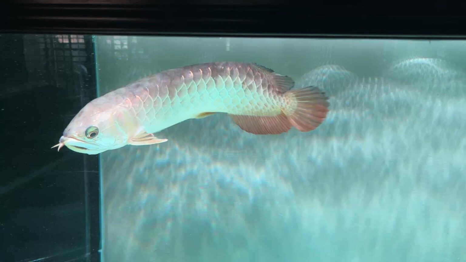 Aquariums: Need advice on rehabilitating a rescued arowana: feeding, nutrition and recovery Need advice on rehabilitating a rescued arowana: feeding, nutrition and recovery