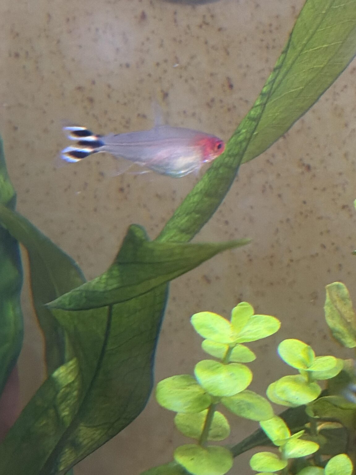 Eggnant or a lil fatty?
