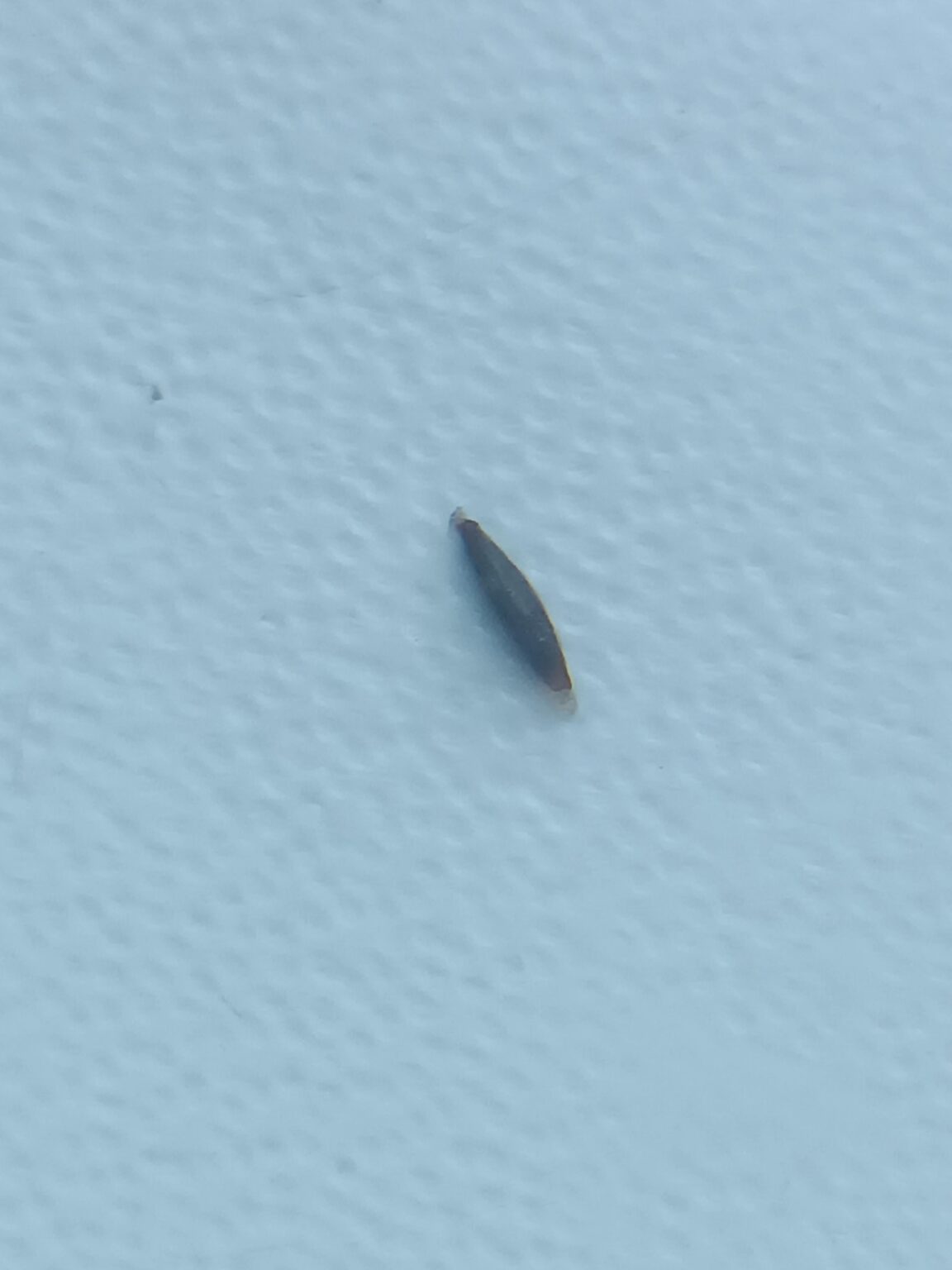 What on earth did I find in my aquarium?!