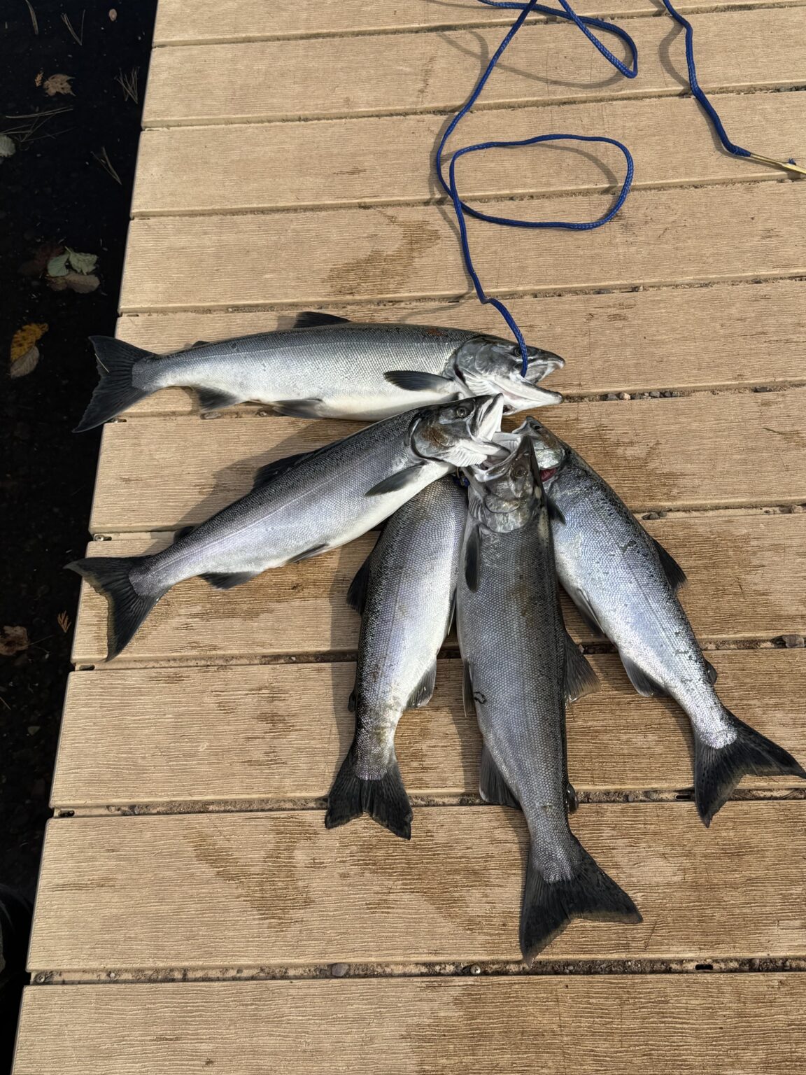 Finally a good push of coho. Fun day.