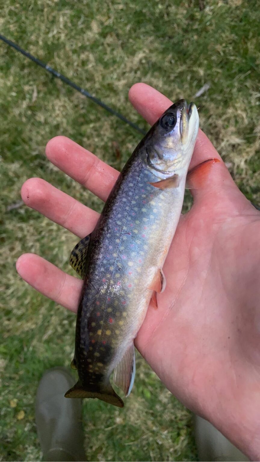 Michigan Brookie