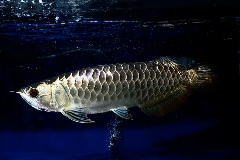 Dragonfish in water