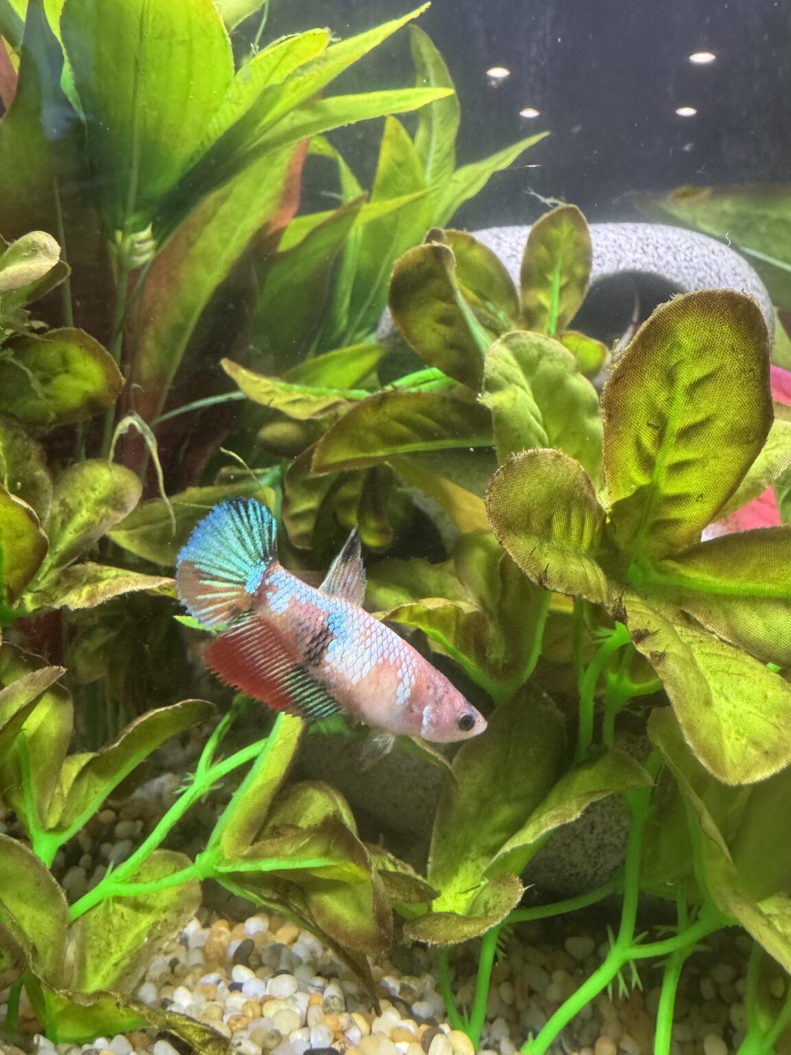 Betta Fish: Lost my Dolly Lost my Dolly